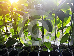 Bell pepper green seedlings in plastic cups grow on the windowsill