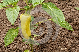 Bell pepper growing on bush in the garden. Bulgarian or sweet pepper