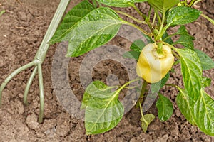 Bell pepper growing on bush in the garden. Bulgarian or sweet pepper