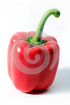 Bell pepper