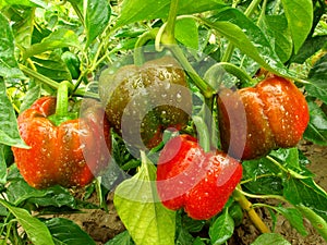 Bell pepper plant