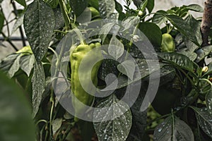 Bell pepper plant and fruit