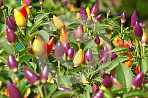 Bell pepper plant midfocus