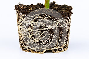 Bell pepper seedling with a well-developed root system on a white background. Root, stem of pepper seedlings