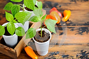 Bell pepper seedlings indoors. Homegrown plant seedling, bell pepper seedling plants in plastic pot on a wooden background.