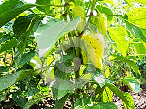bell peppers on bush close-up in kitchen garden