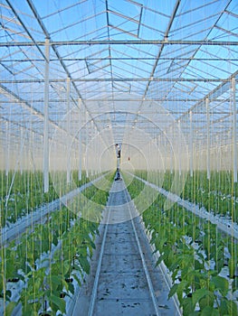 Bell peppers in greenhouse