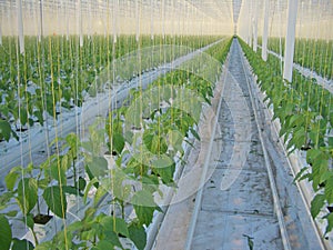 Bell Peppers in greenhouse