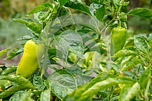 Bell peppers growing on bush in the garden. Bulgarian or sweet pepper