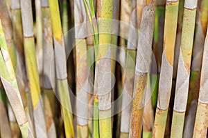 Bell Reed Bamboo Canes