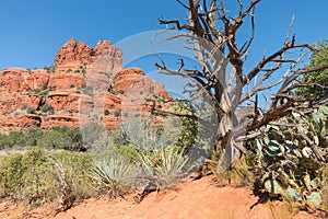 Bell Rock near Sedona, Arizona, cactus and old Juniper Tree