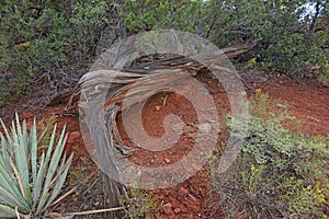Bell rock vortex in Sedona and dead cypress tree