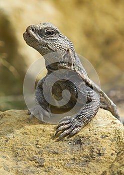 Bell`s dabb lizard Uromastyx acanthinura