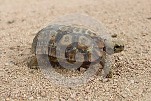 Bell's hinge-back tortoise