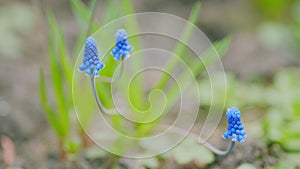 Bell-shaped blue flowers blooms blow gently in summer breeze. Spring blue flower of grape hyacinth. Slow motion.