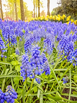 Bell-shaped blue flowers, with a white fringe, of Muscari armeniacum surrounded by green basal leaves, close up. Known as Armenian