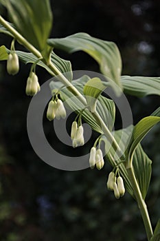 Bell shaped flower buds