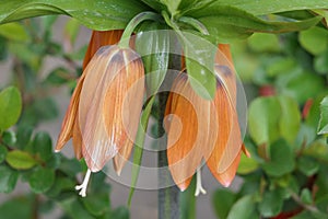 Bell-shaped flower with orange petals, stems and leaves.