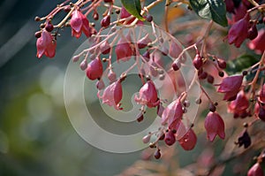 Bell shaped flowers of the Australian native flame tree Brachychiton roseus