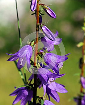 Bell-Shaped Larkspur photo