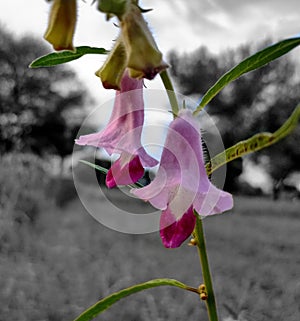 Bell shaped pink colour flowers on sesame  plant in colourless background.