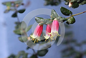 Bell shaped pink and cream flowers of the Australian Correa variety Federation Belle, family Rutaceae