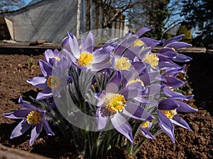 Bell-shaped, purple flowers of Eastern pasqueflower or cutleaf anemone (Pulsatilla patens) growing and blooming in