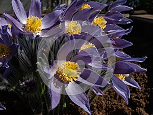 Bell-shaped, purple flowers of Eastern pasqueflower or cutleaf anemone (Pulsatilla patens) growing and blooming in