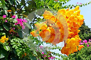 Bell-shaped sunny yellow inflorescence of Tecoma stans