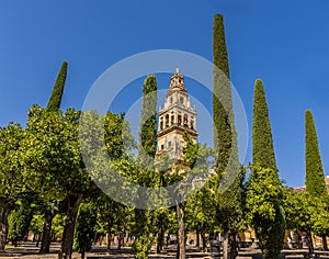 The bell tower of Campanario framed by tall Cypress trees in the Mezquita Square in the old town of Cordoba, Spain photo