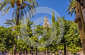 The bell tower of  Campanario peaks through the tree canopy in the Mezquita Square in the old town of Cordoba, Spain photo