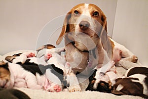 Mother beagle with it`s puppies photo