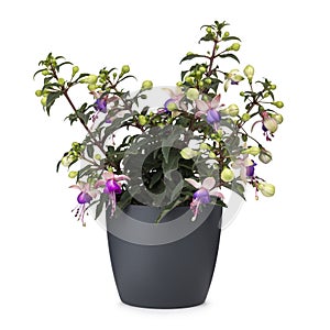 Bella Fuchsia Mariska on white background