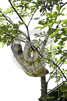 Bella, a three-toed sloth, hangs from a tree in Toucan Rescue Ranch, a wildlife rescue facility, in Costa Rica.