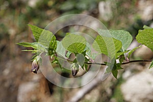 Belladonna or deadly nightshade