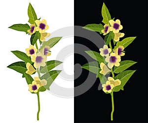 Belladonna, deadly nightshade, dwale isolated vector illustration. Toxic flower, deadly plant.