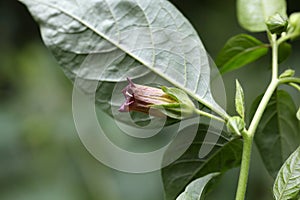 Belladonna or deadly nightshade (Atropa belladonna)