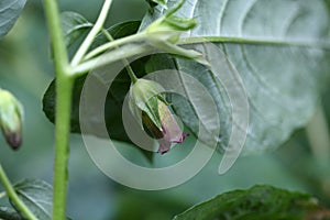 Belladonna or deadly nightshade (Atropa belladonna)