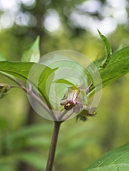 Belladonna flower aka Deadly nightshade. Atropa belladonna. Toxic due to tropane alkaloids.