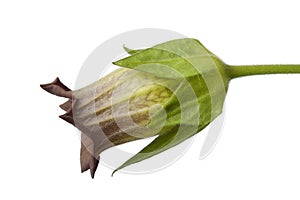 Belladonna flower