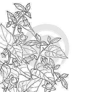 Vector corner bunch of outline toxic Atropa belladonna or deadly nightshade flower, bud, berry and leaf in black isolated on white