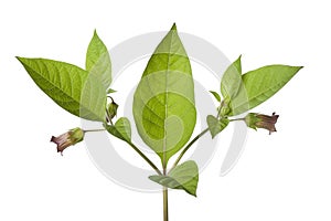 Belladonna plant
