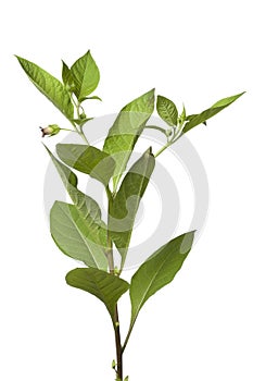 Belladonna plant