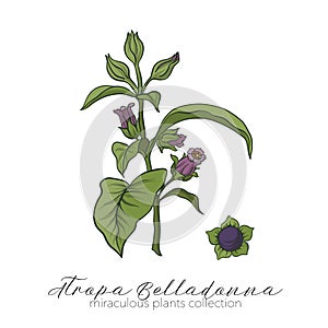 Belladonna plant set. Colored stock vector illustration.