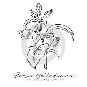 Belladonna plant set. Outline vector illustration.