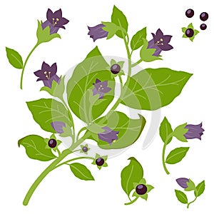 Belladonna plant. Vector illustration