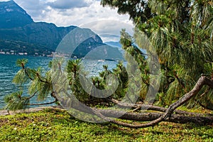 Bellagio city on Lake Como, Italy. Lombardy region. Italian famous landmark, Villa Melzi Park. Botanic Garden plants and trees