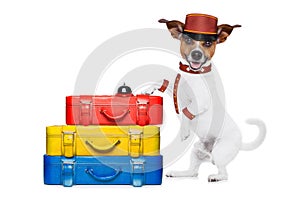 Bellboy dog