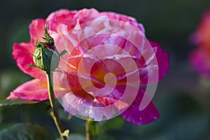 Belles Rives flower head of a rose in de Guldemondplantsoen Rosarium in Boskoop