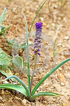 Bellevalia sp. wild flower